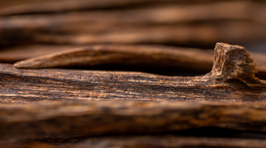 Agarwood: A Journey into the World of Incense, Fragrance, and Luxury