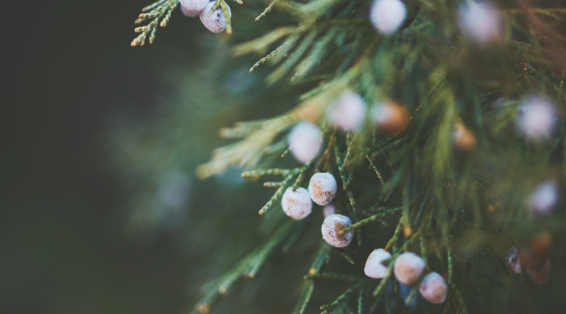 Juniper Wood: A Fragrant Bridge Between Forest and Incense